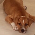Por qué los latinos sienten tanto amor por los perros. En muchos hogares latinoamericanos, el perro ocupa un lugar que va mucho más allá del de una mascota.