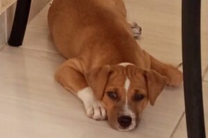 Por qué los latinos sienten tanto amor por los perros. En muchos hogares latinoamericanos, el perro ocupa un lugar que va mucho más allá del de una mascota.