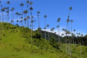 Palmas de cera del Quindiú en el Parque Nacional Quindío Palma Después del eclipse: ¿la calma antes del cambio? Después de la intensidad del 12 de agosto, algo parece haber cambiado.